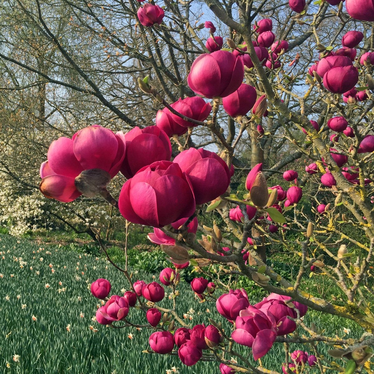 magnolia Black Tulip