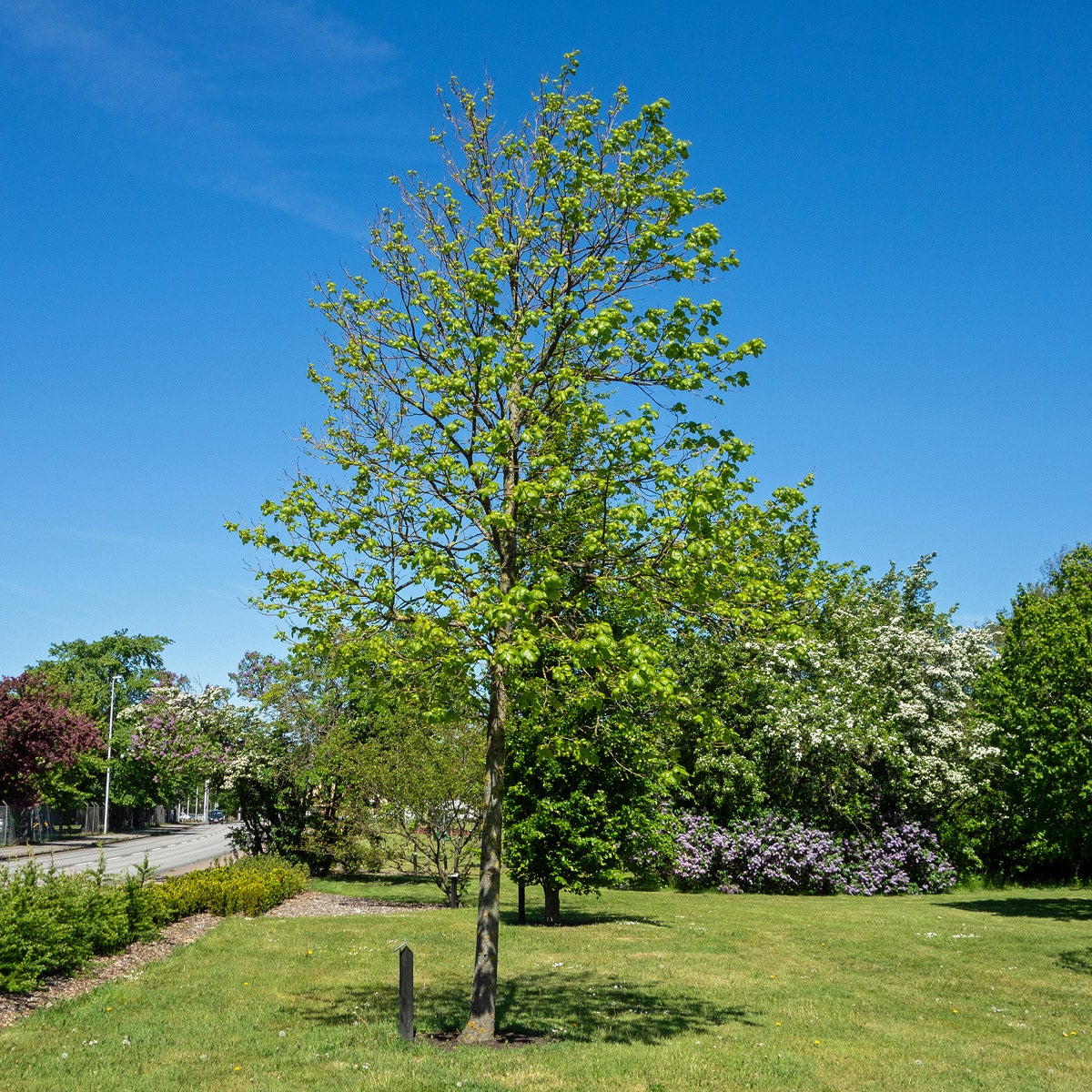 skogslind 'Greenspire'