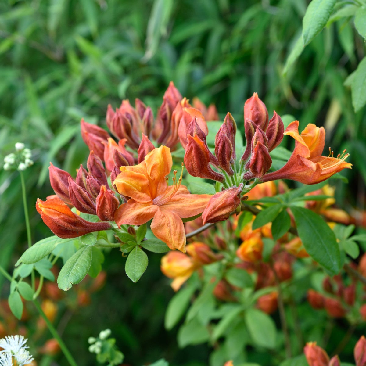 ghentazalea 'Coccineum Speciosum'