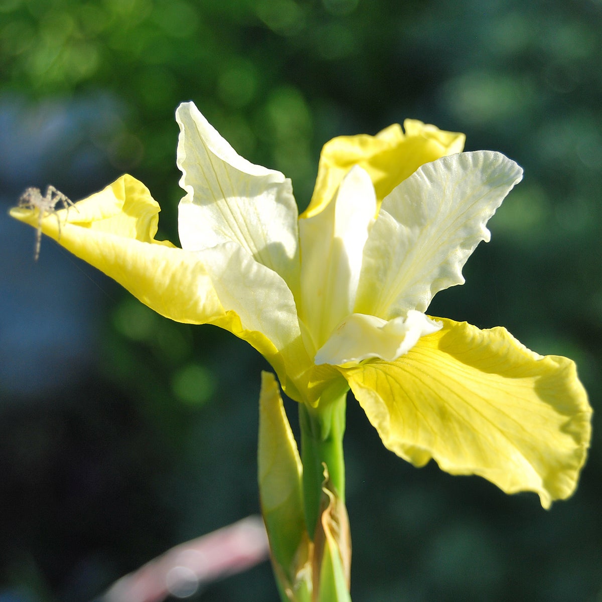 rabattiris 'Butter and Sugar'