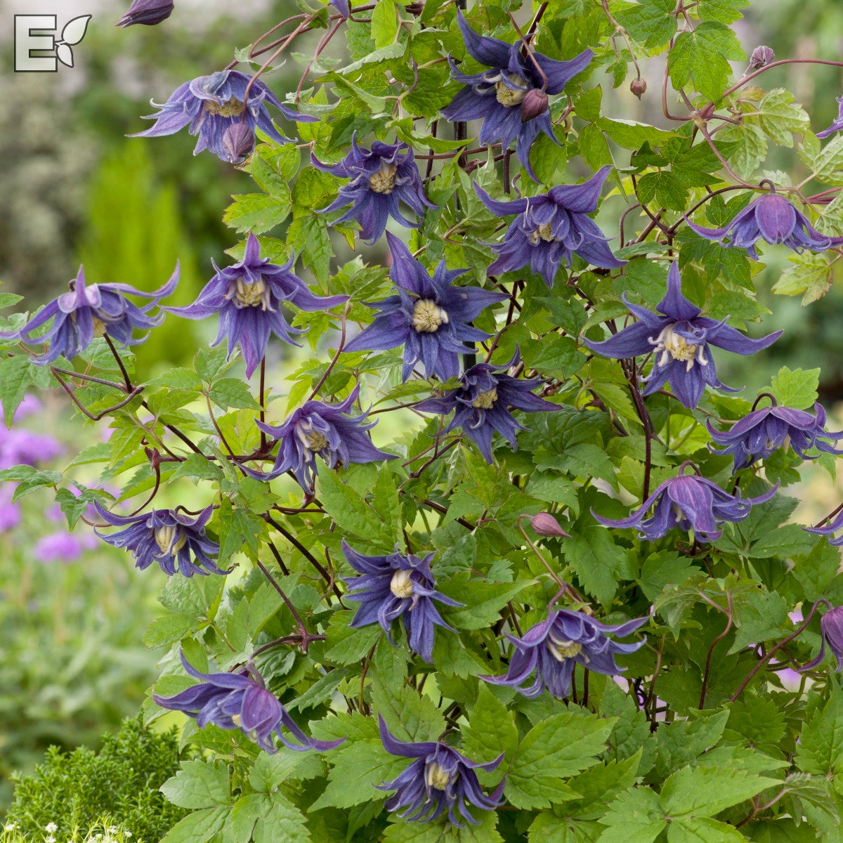 atragene-klematis Tindra® E