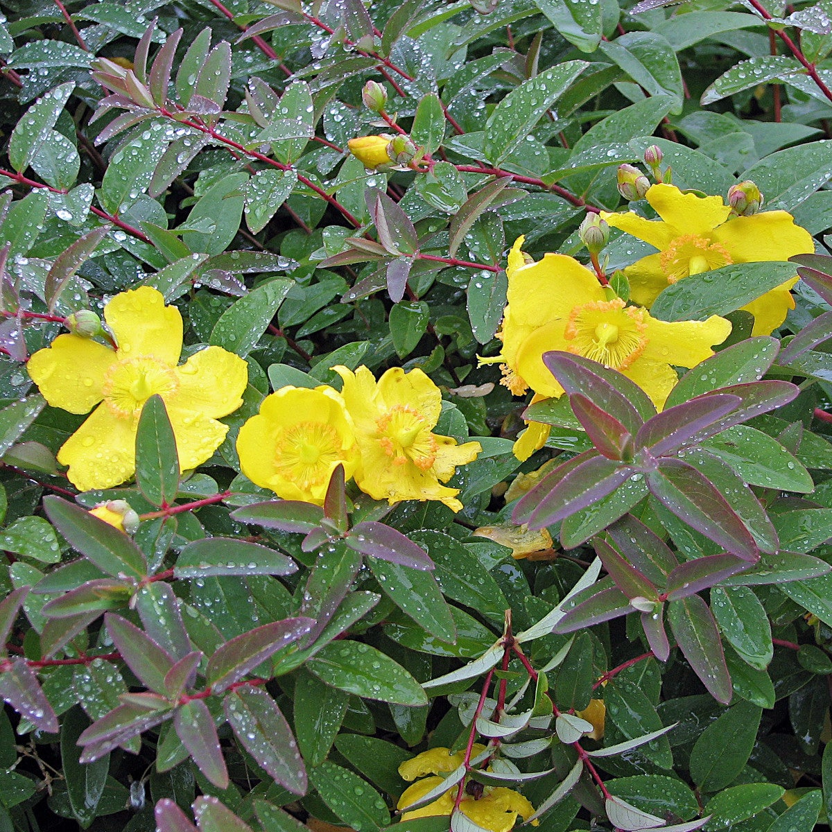 vinterhyperikum