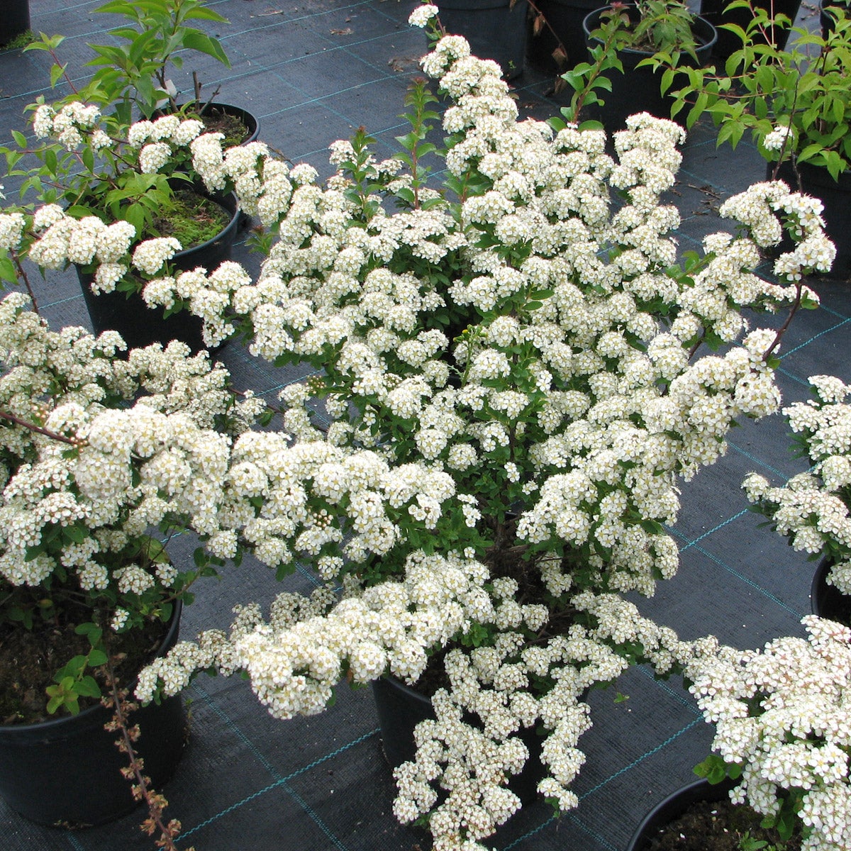 girlandspirea 'June Bride'