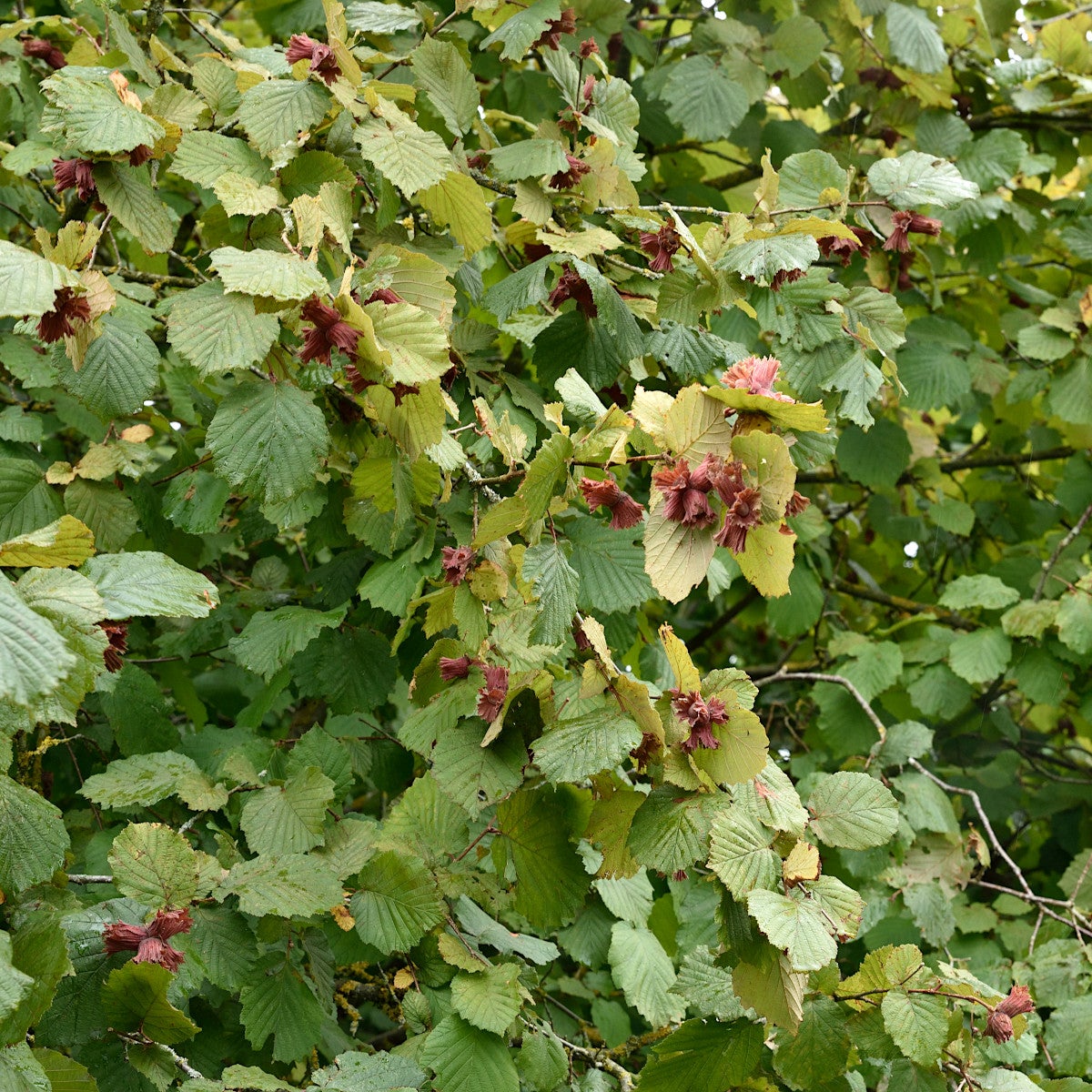 hasselnöt 'Rote Zellernuss'