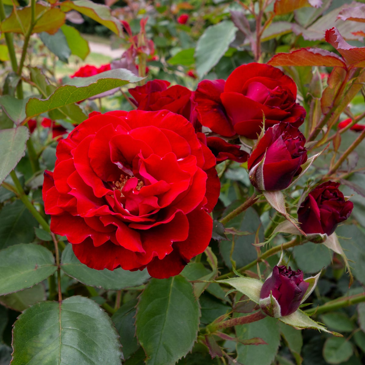 floribundaros H. C. Andersen