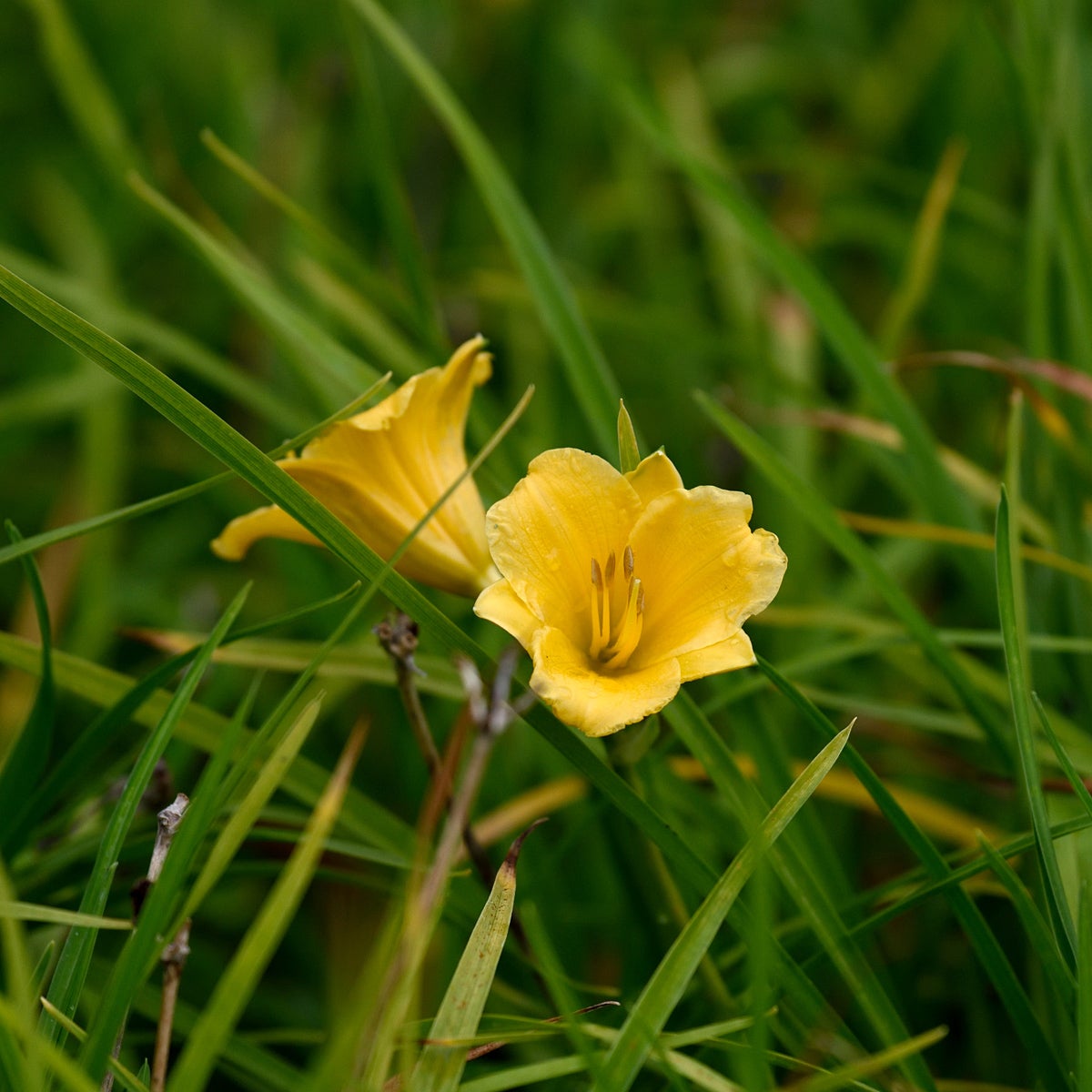 daglilja 'Stella de Oro'