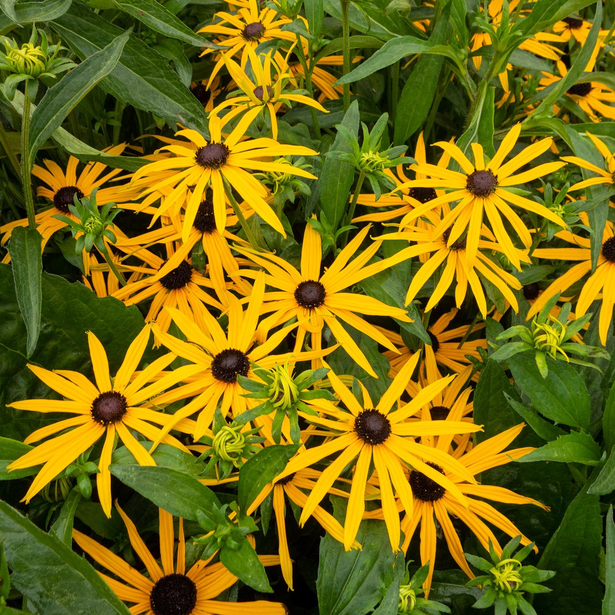 strålrudbeckia 'Forever Gold'