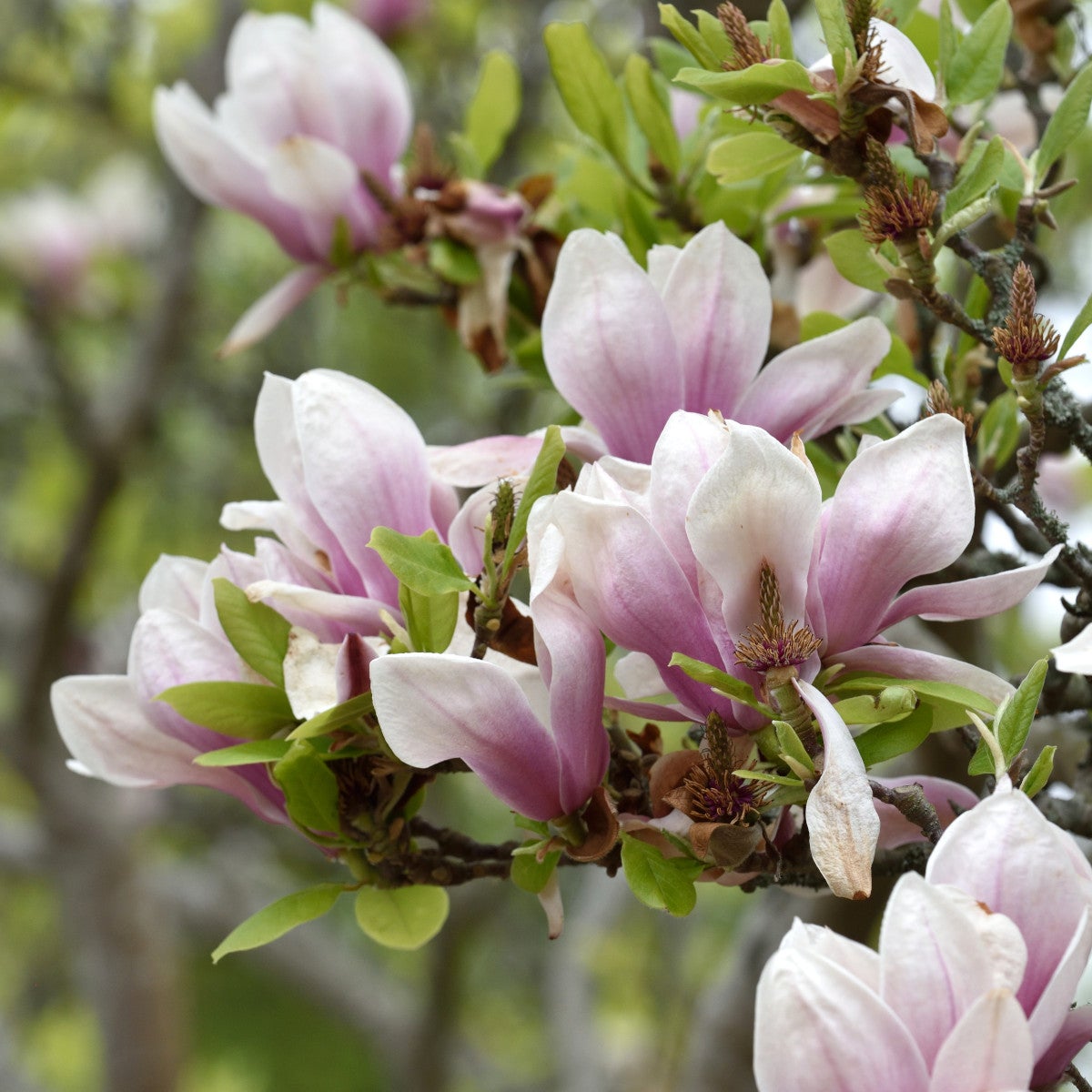 praktmagnolia