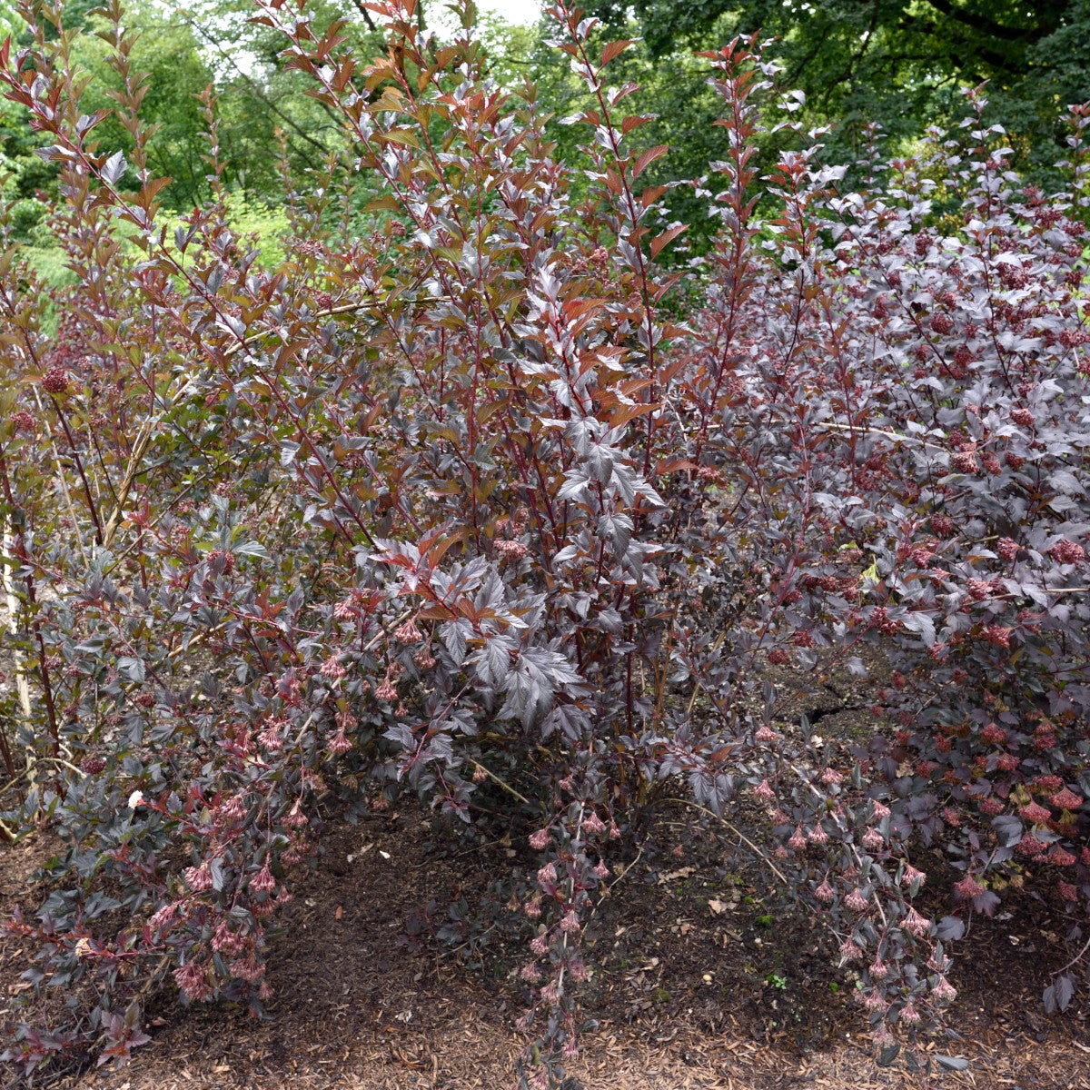smällspirea Summerwine