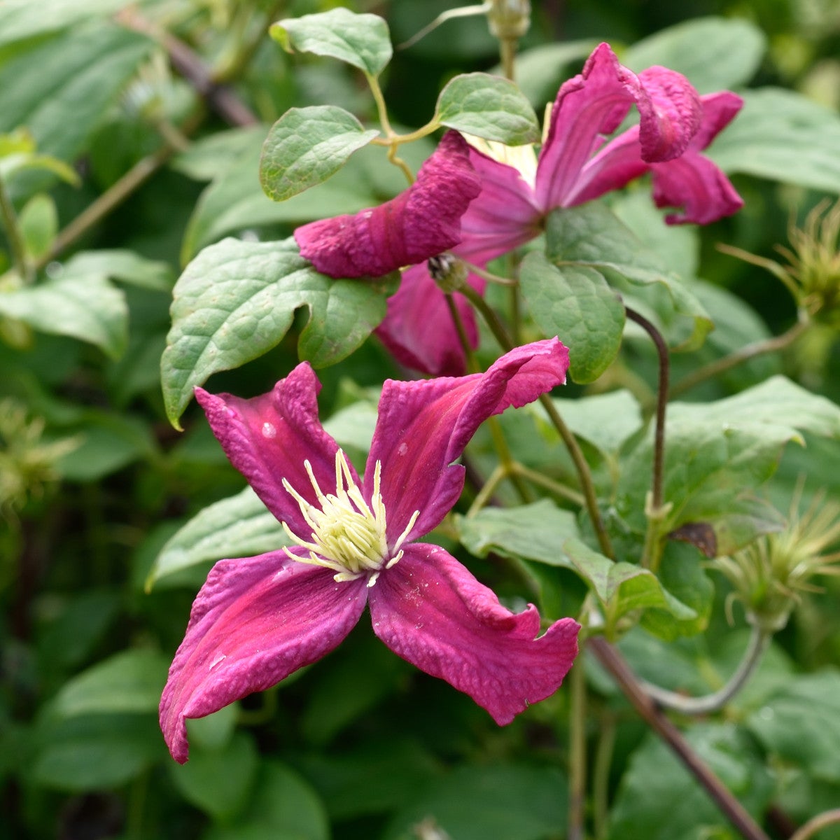 viticella-klematis 'Mme Julia Correvon'