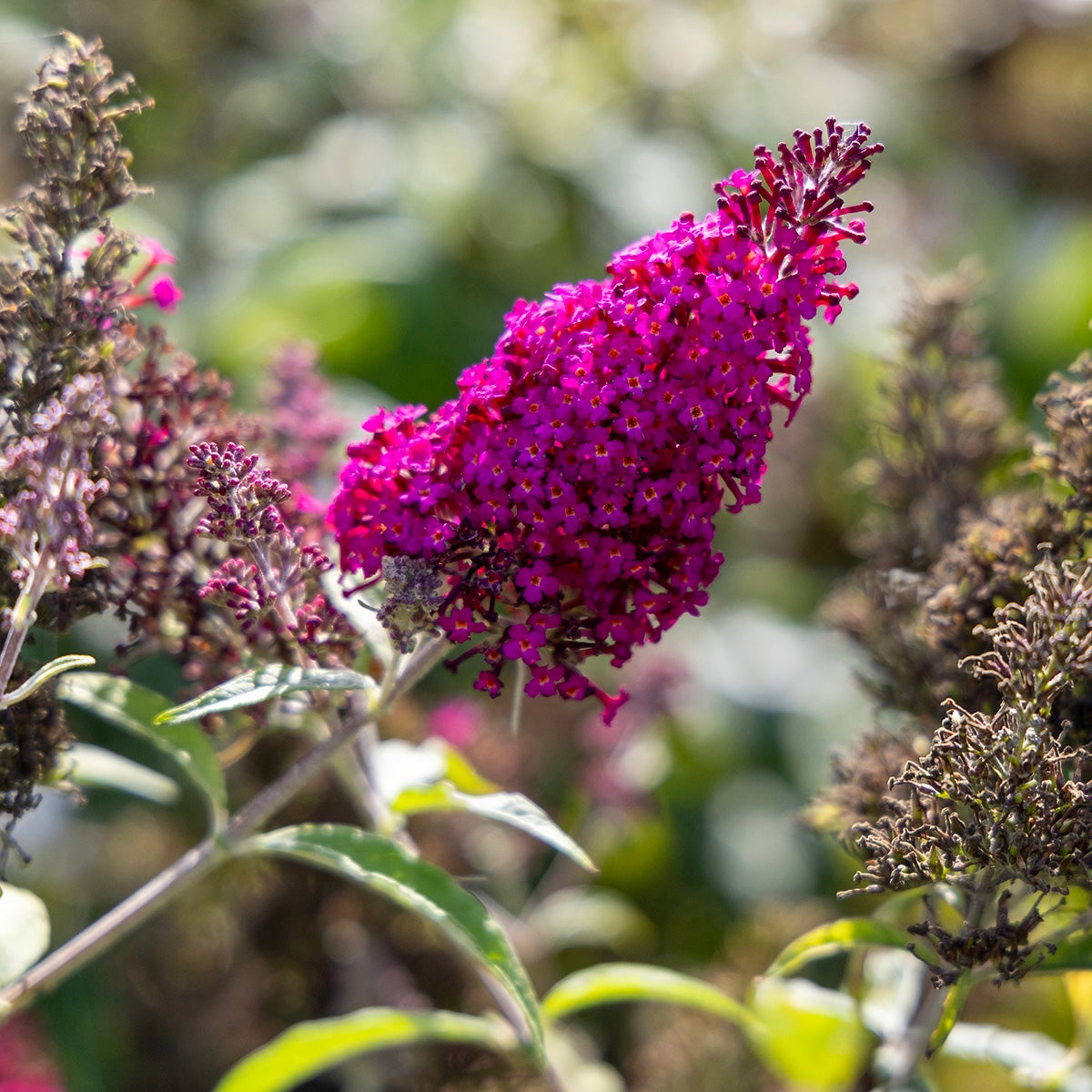 syrenbuddleja Funky Fuchsia
