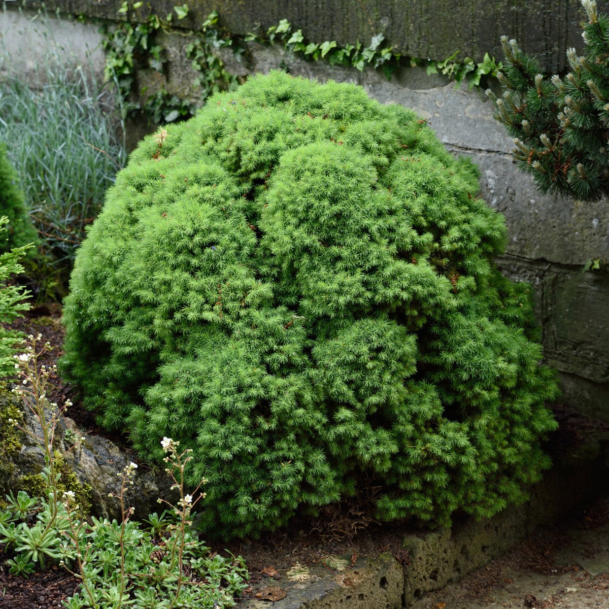 vitgran 'Alberta Globe'