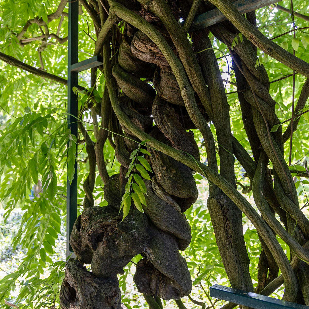 japanskt blåregn 'Multijuga'