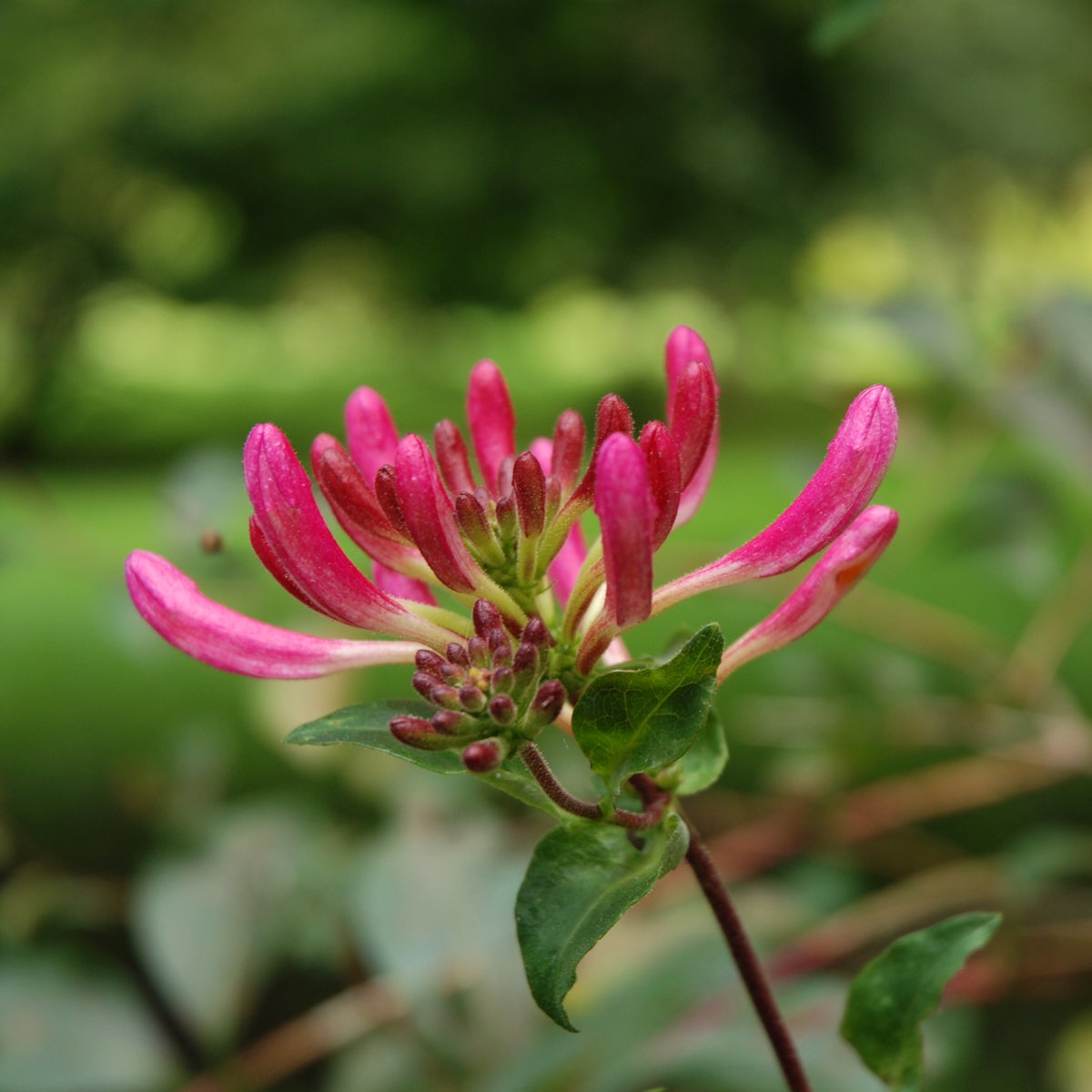 vildkaprifol 'Serotina'