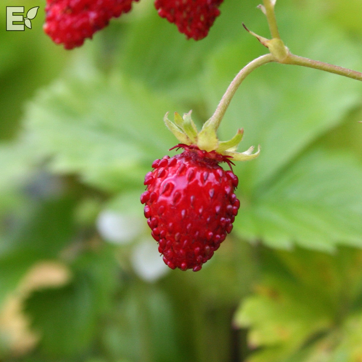 smultron Rödluvan® E ('ÅT1')