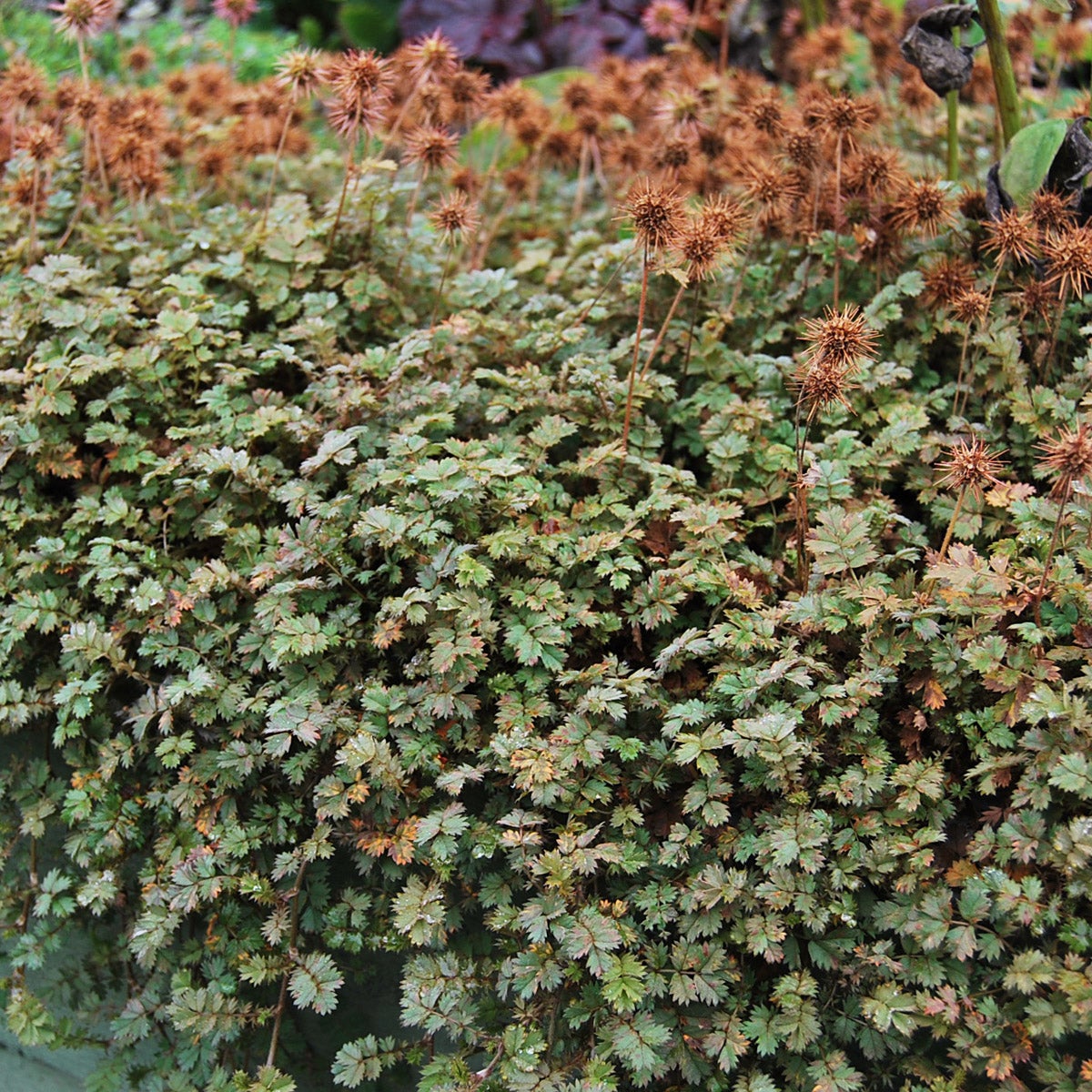 brun taggpimpinell 'Kupferteppich'