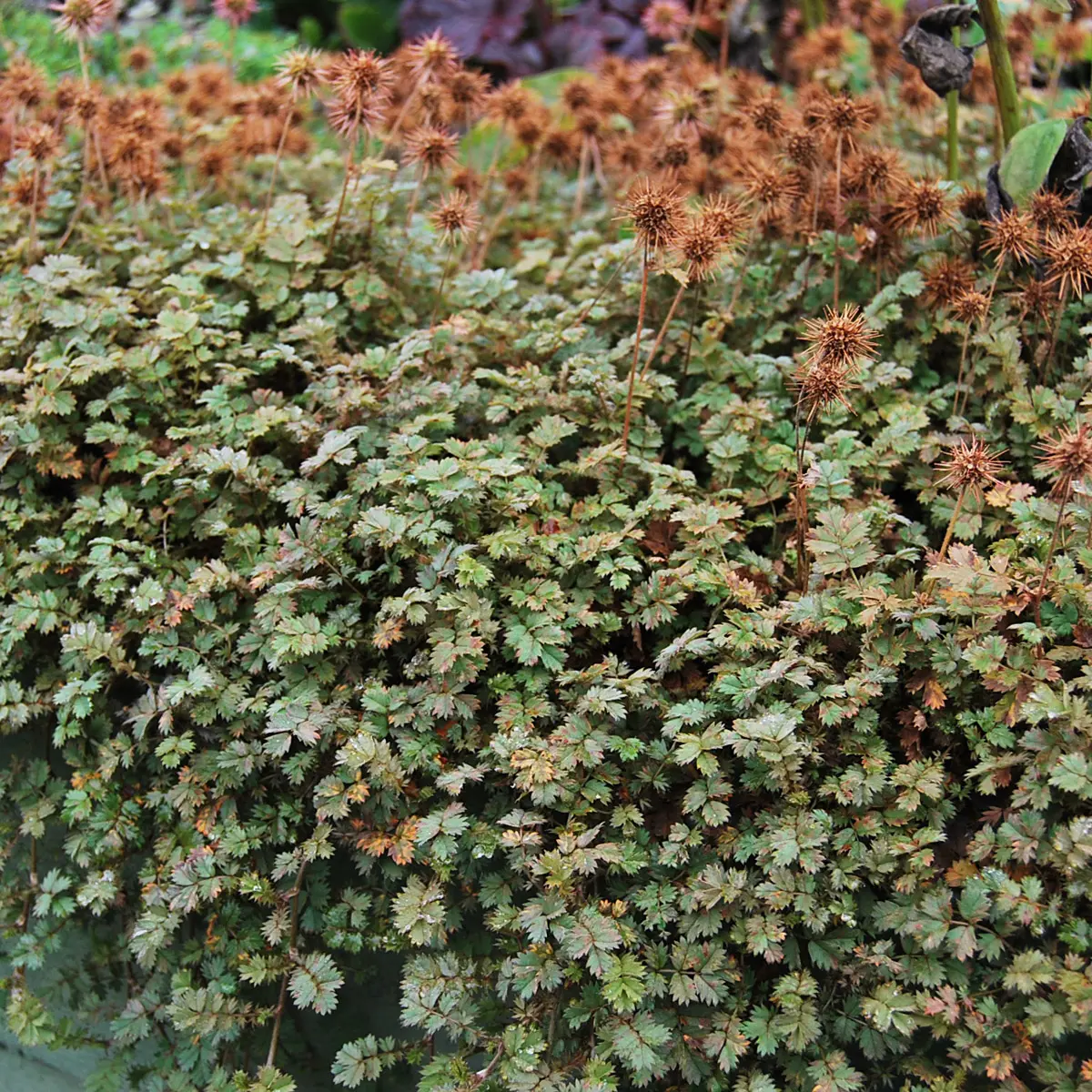 brun taggpimpinell 'Kupferteppich'