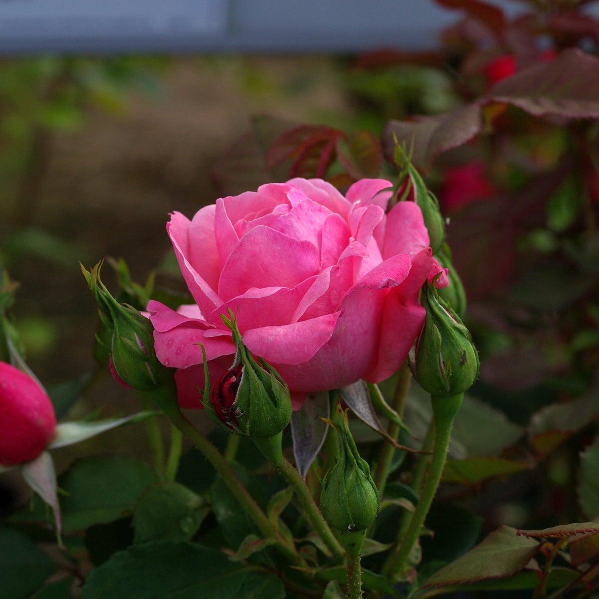 floribundaros Sofiero
