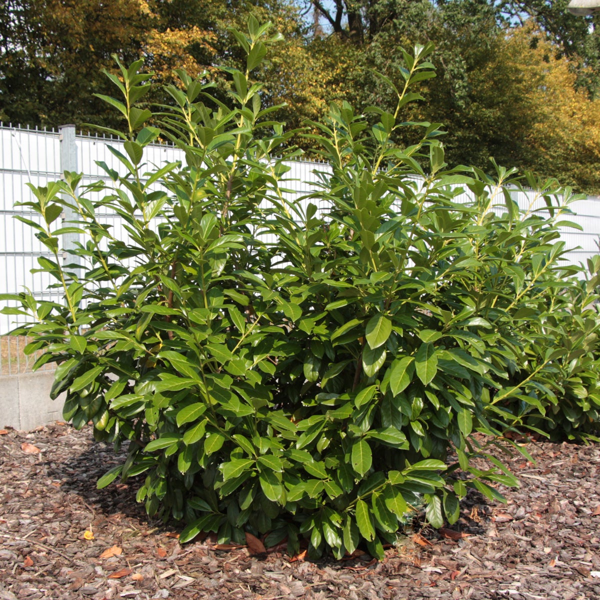 lagerhägg 'Novita'