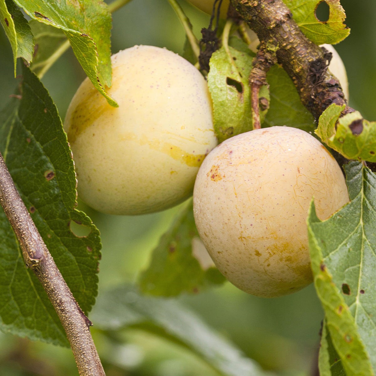 plommon 'Reine Claude d'Oullins'