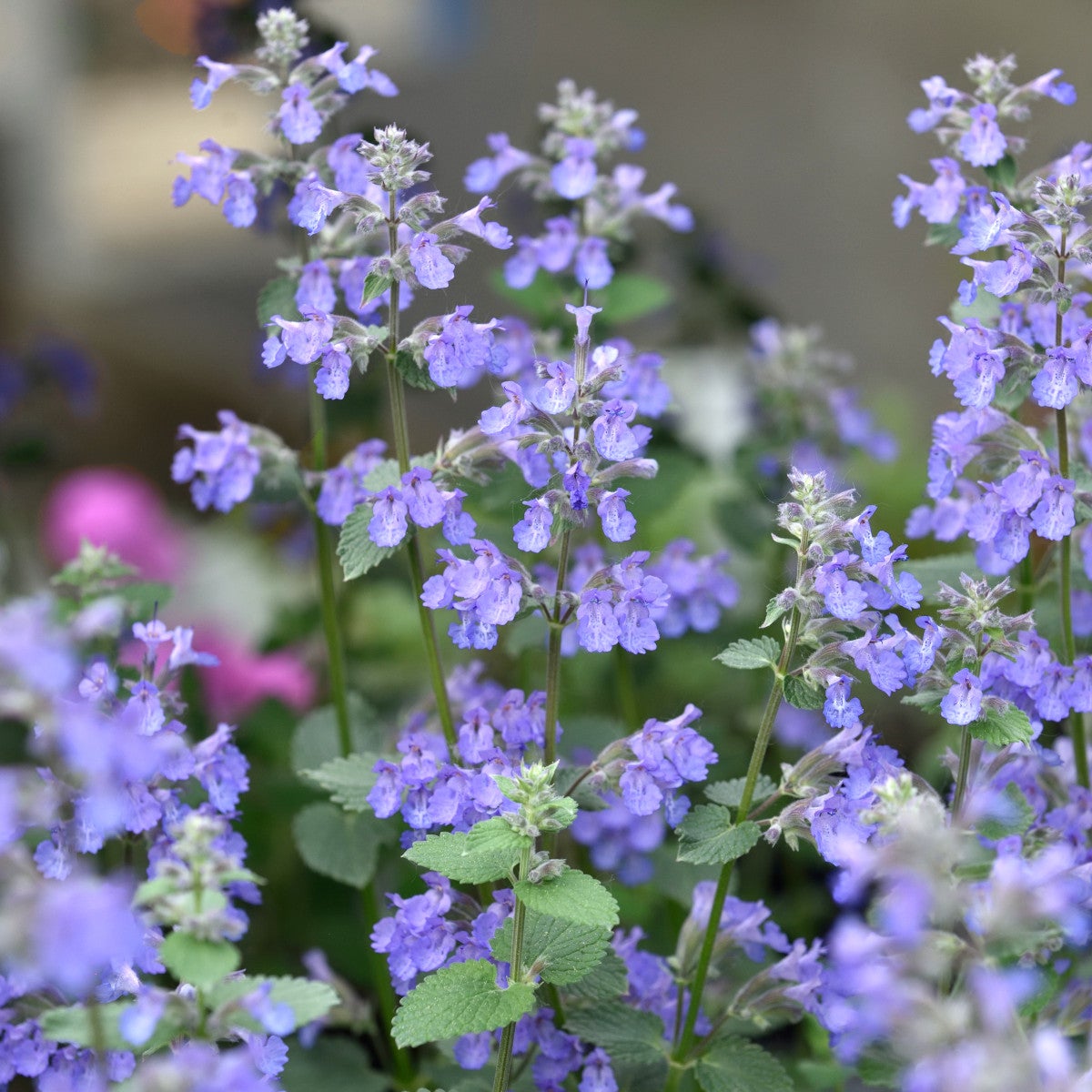 kantnepeta 'Blue Wonder'