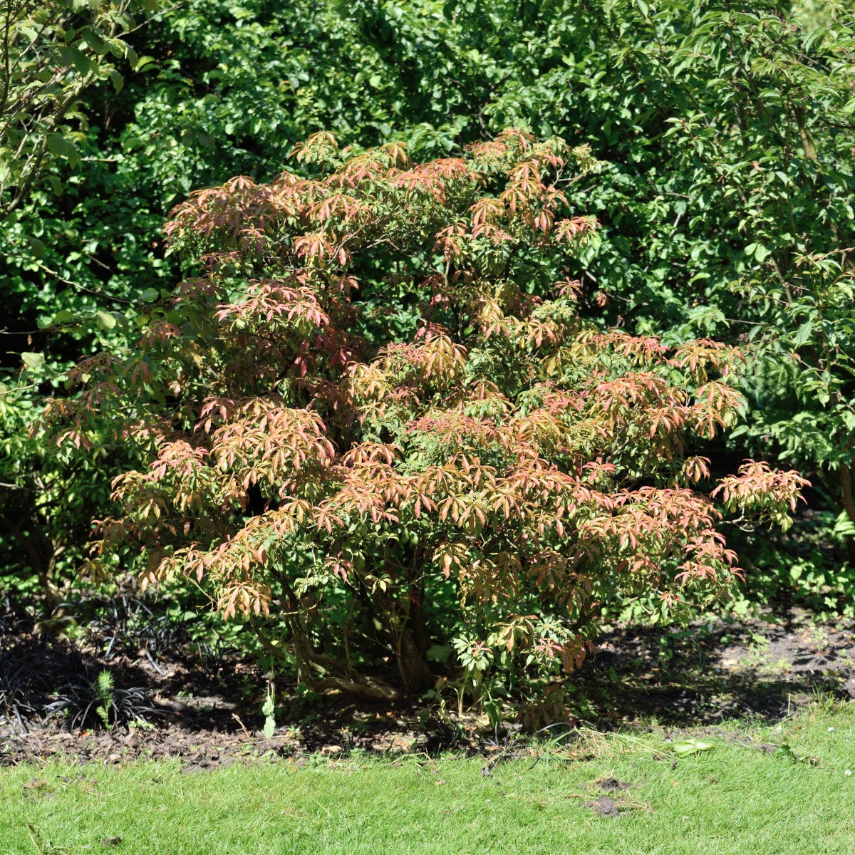 japansk buskrosling 'Red Mill'