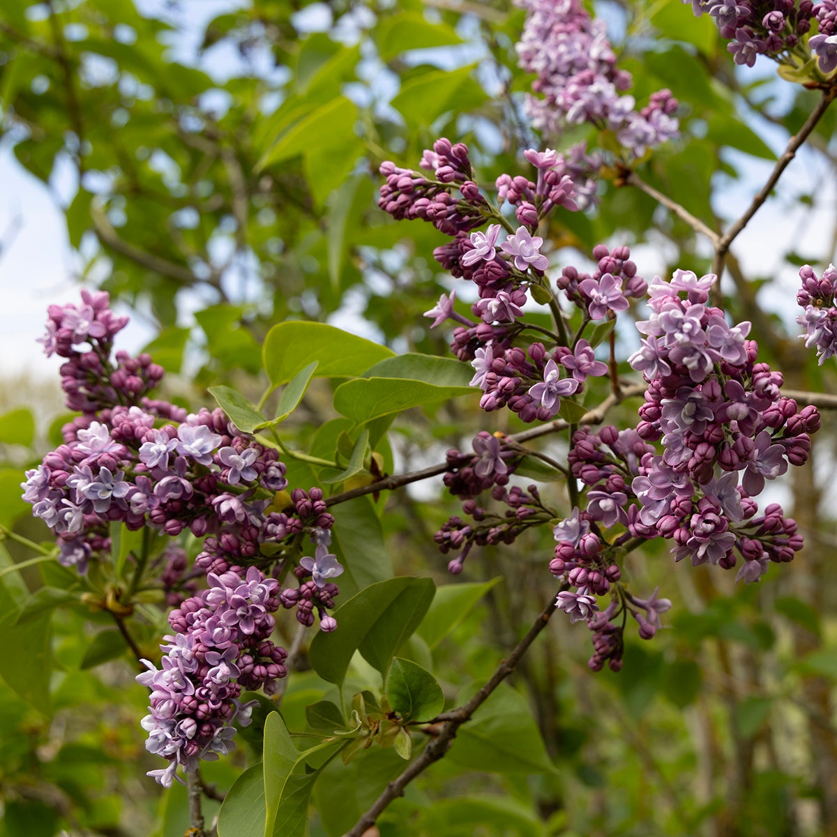 syren 'Katherine Havemeyer'