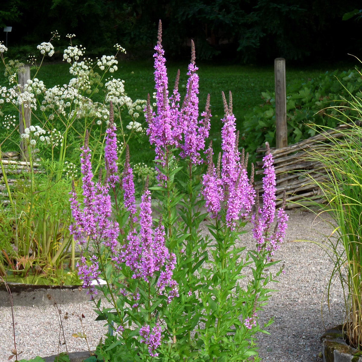 fackelblomster