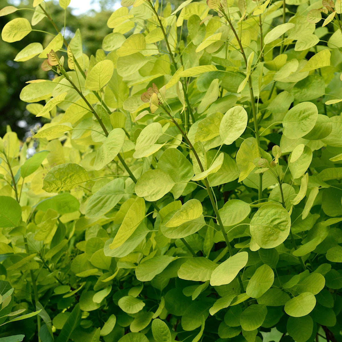 perukbuske Golden Spirit ('Ancot')