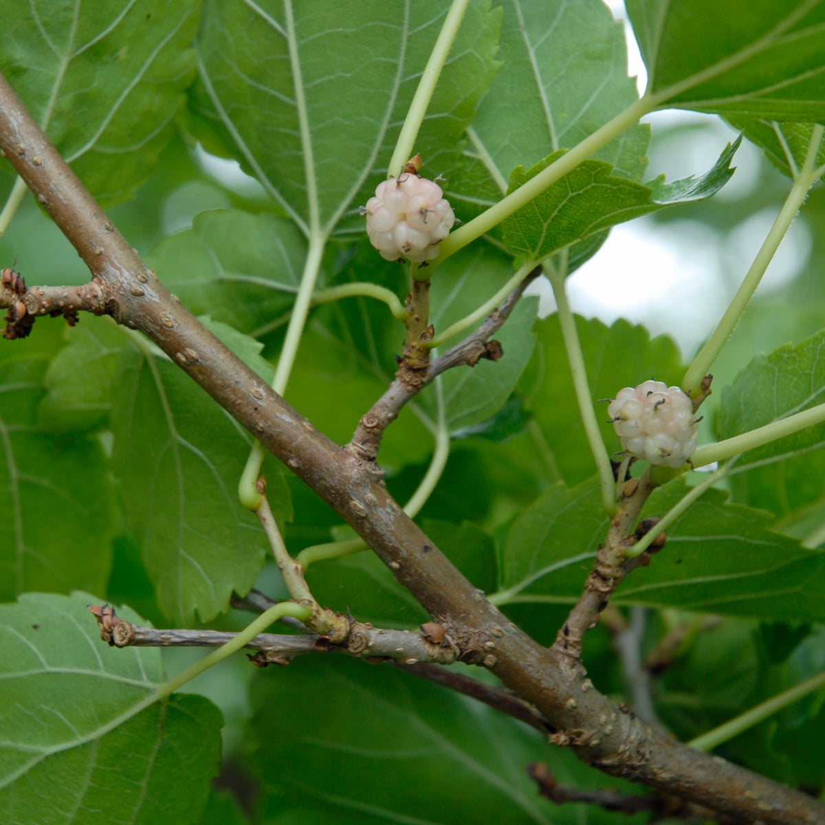 vitt mullbär 'Visborg'