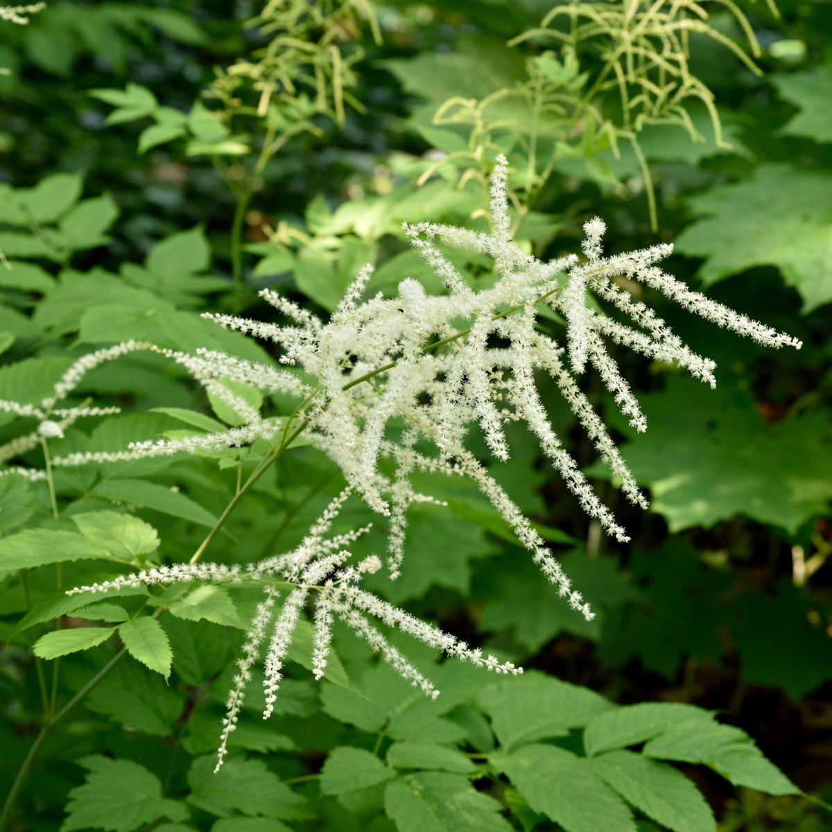 plymspirea