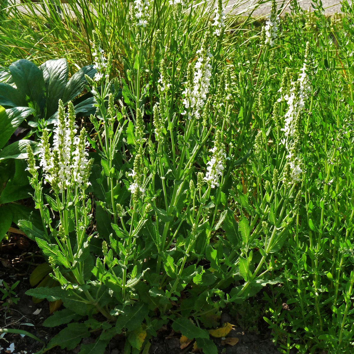 skogssalvia 'Schneehügel'