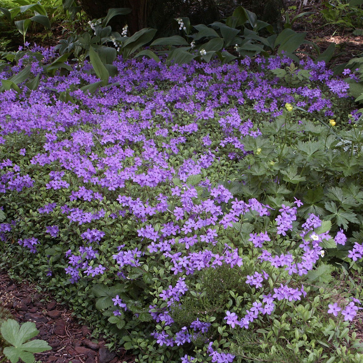 krypflox 'Purpurea'