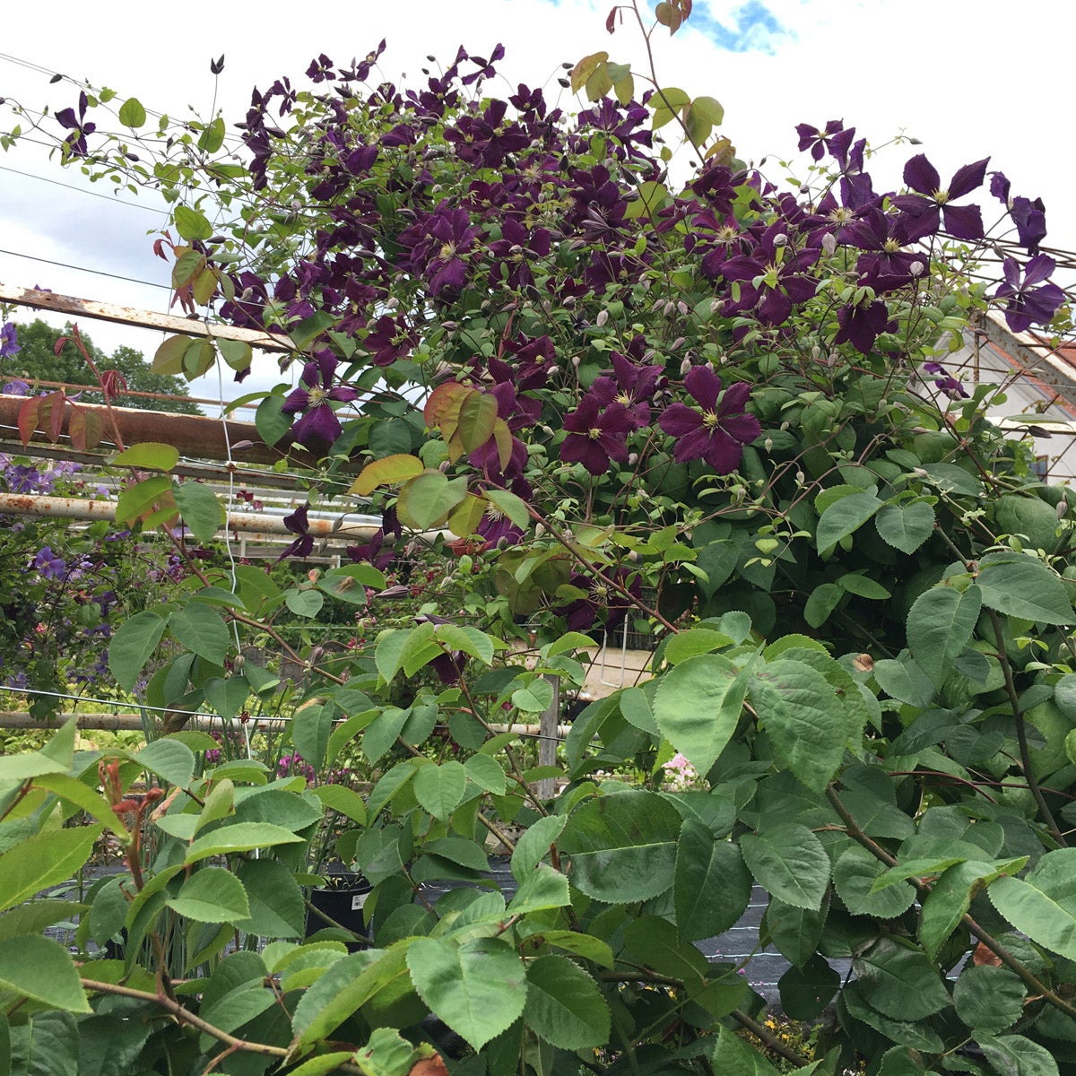 sen storbl klematis 'Romantika'