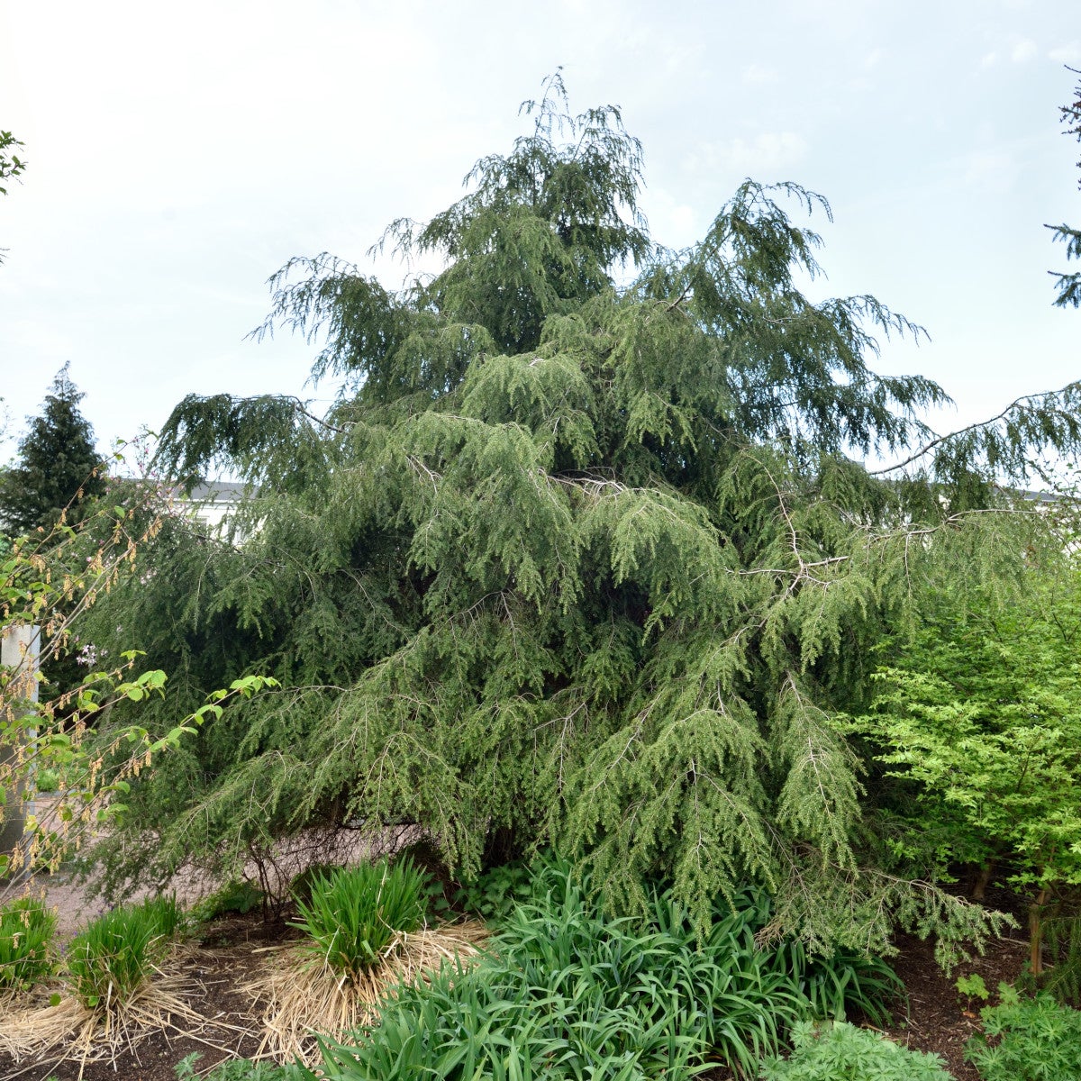 hemlock