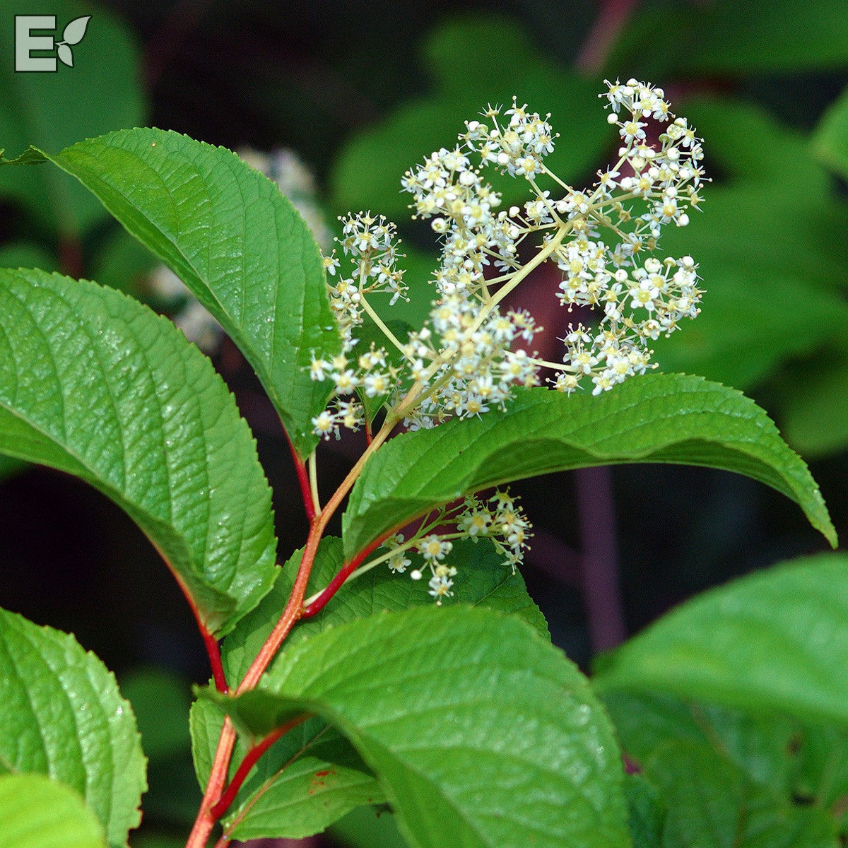 vingfröranka Tiara® E