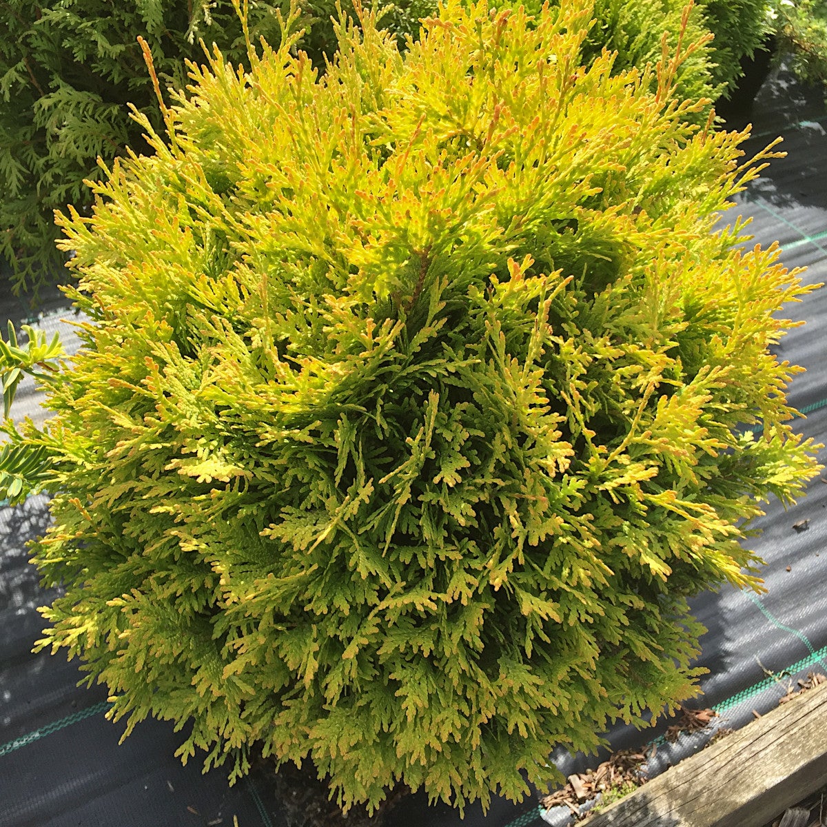 tuja 'Yellow Ribbon'