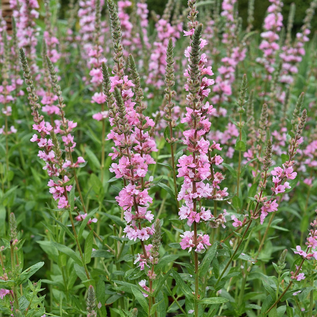 fackelblomster