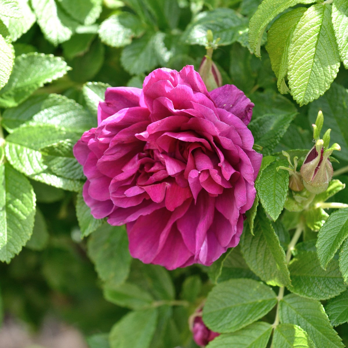 rugosa-ros 'Hansa'