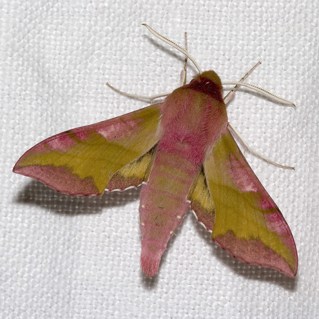 Deilephila.porcellus.7514