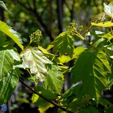 Acer tataricum ssp. ginnala fk Uppsala E