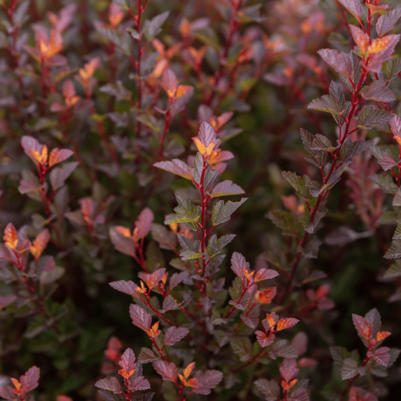 Jinsiy olatni erotik massaj qilish video