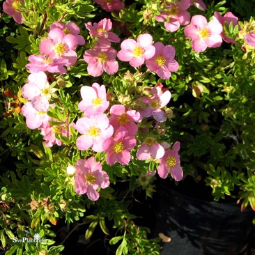 trädgårdstok 'Pink Beauty'PBR